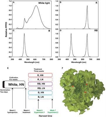 The Interaction Between Nitrogen Supply and Light Quality Modulates Plant Growth and Resource Allocation